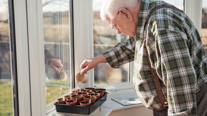 A senior man tending to his tomato plants in a sunny window ledge.