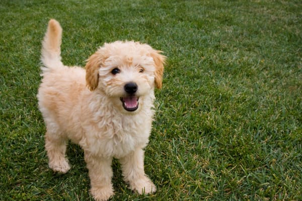 A labradoodle puppy wanting to play at Rancho Palisades
