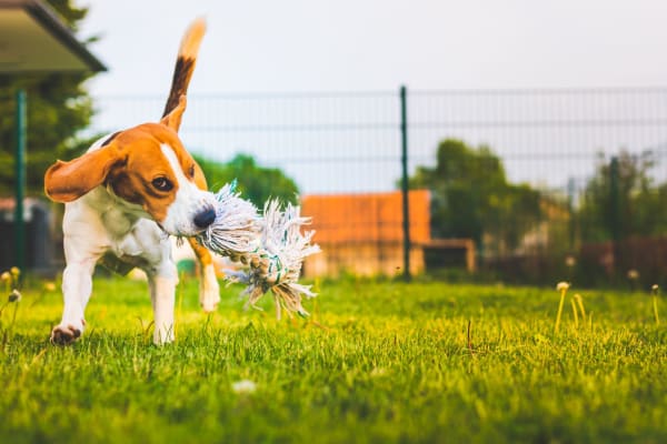 Dog playing in a near by park at The Palms Apartments in Sacramento, California