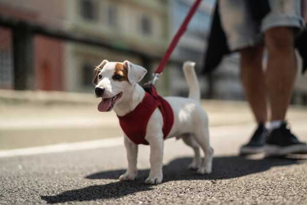 Resident with his pet going for walk near The Canopy Apartment Villas in Orlando, Florida