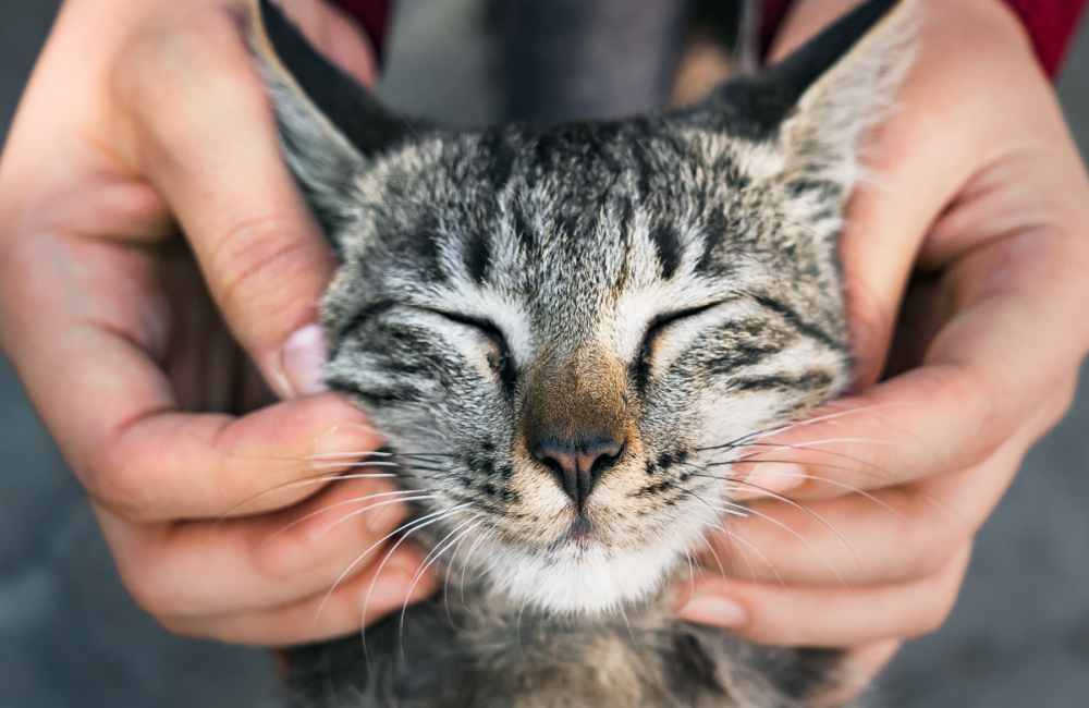 Cat getting cuddling by his owner at North 49 Apartments in Colorado Springs, Colorado