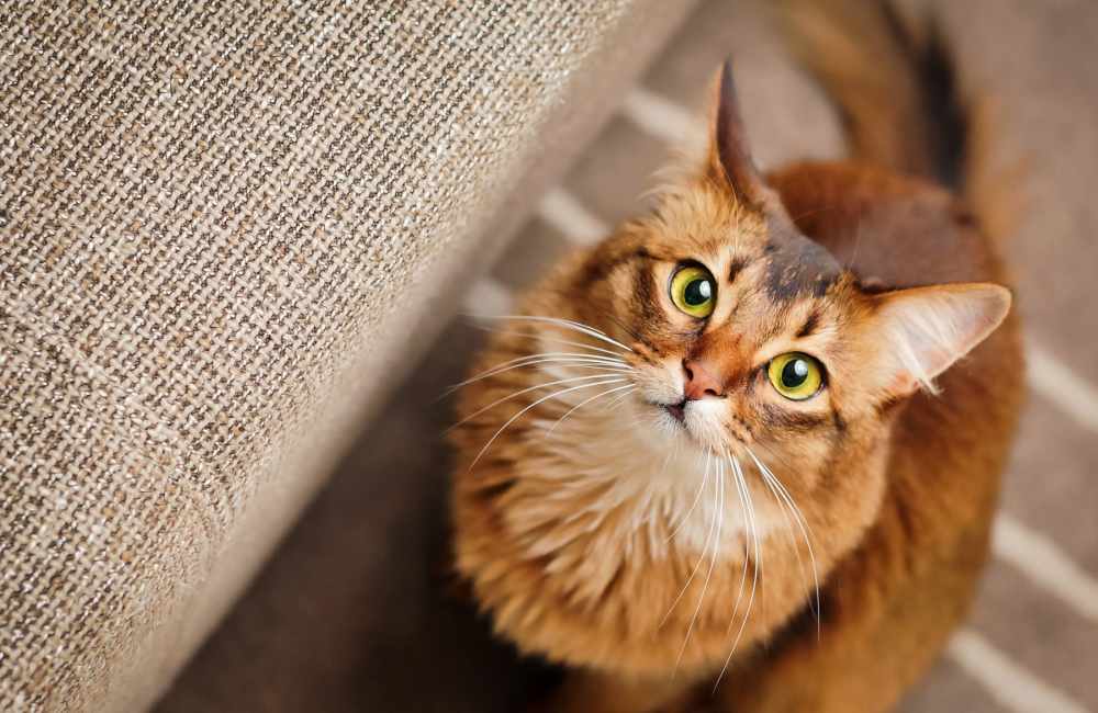 Brown tabby cat at The Residences at Old Hawthorne in Columbia, Missouri