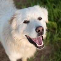 A resident's dog smiling in the grass at Lullwater at Blair Stone in Tallahassee, Florida