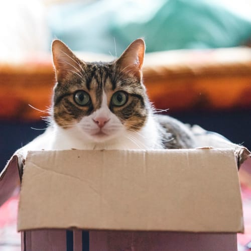 A house cat laying down at On Base Housing in Yuma, Arizona