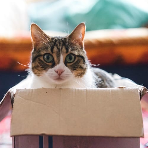 A house cat laying down in a box at Santa Margarita in Oceanside, California