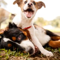 Two dogs playing in the grass at Ravella at Town Center in Jacksonville, Florida