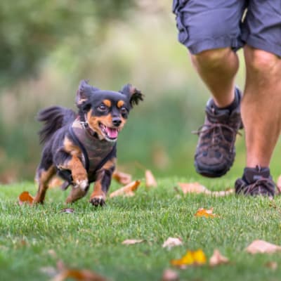 A resident playing with his dog at a dog park near Greenwood in Joint Base Lewis McChord, Washington