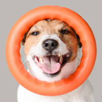 Cute dog face at Hart Townes in Woodruff, 