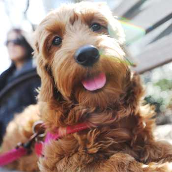 Dog at Ashford Park in Sacramento, California
