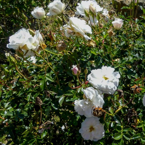 flowers at Serra Mesa in Oceanside, California