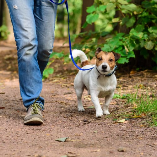 A resident walking a dog near Castle Acres in Norfolk, Virginia