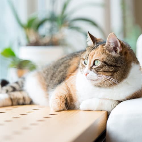 A house cat laying down at Vista Ridge in Vista, California