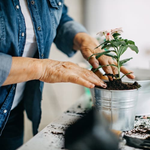 A resident gardening at Truewood by Merrill, Venice in Venice, Florida. 