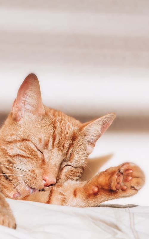 An orange Tabby cat sleeping on a white bed comforter