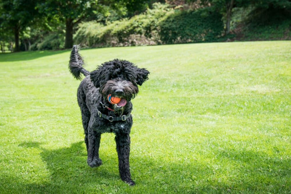 Portuguese water dog playing with a ball outside at Legends at the Grove in Ann Arbor, Michigan