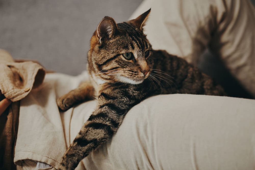 Comfortable cat catches some sun in her pet friendly home at Salt River Flats in Phoenix, Arizona