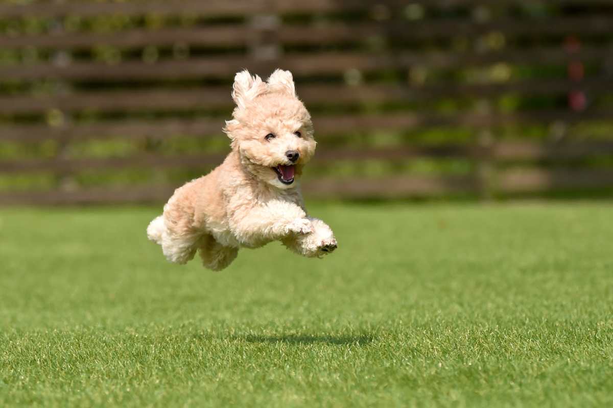 Dog running in dog park at Palm Beach Preserve in West Palm Beach, Florida