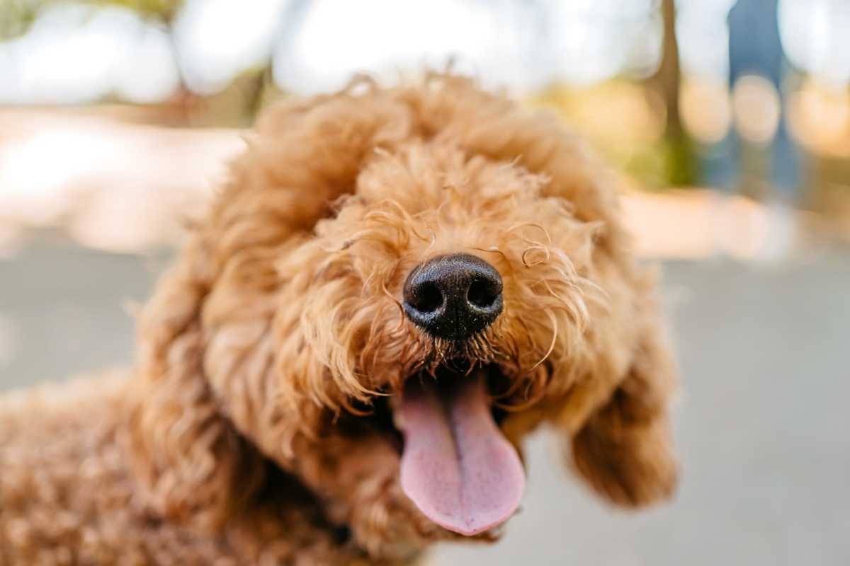 Dog posing for an image at Le Rivage in Bossier City, Louisiana