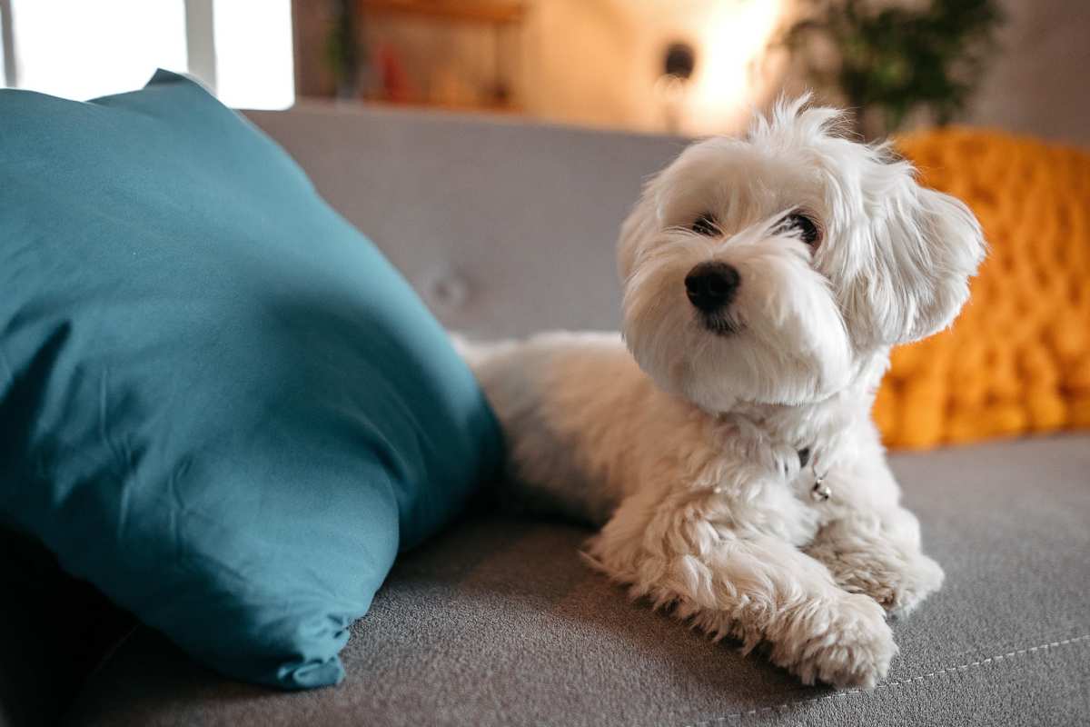 Dog on sofa at Shippen House in Shippensburg, Pennsylvania 