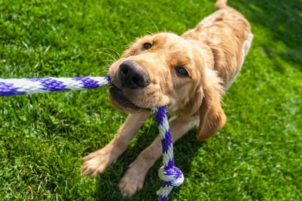 Dog playing with a rope toy in a pet-friendly community at Eagle Ridge Circle in Rochester, New York