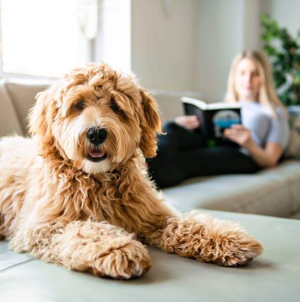 Happy dog on couch at Landings at Four Corners in Davenport, Florida