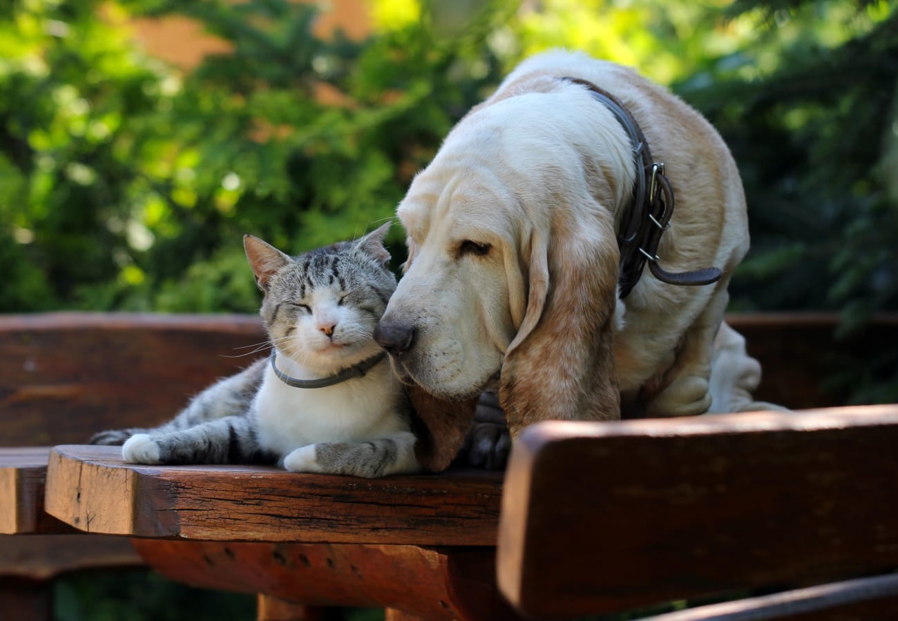 Dog and cat in their new home at Moss Pointe in Canton, Georgia