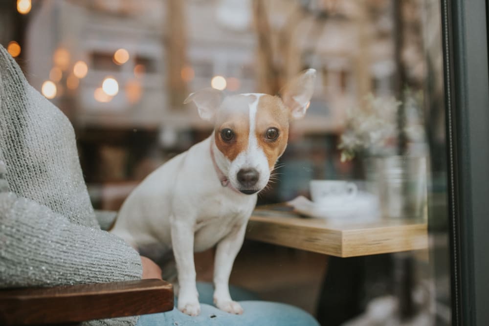 Cute puppy staring out the window at a nearby coffee shop from The Ventura in New York, New York