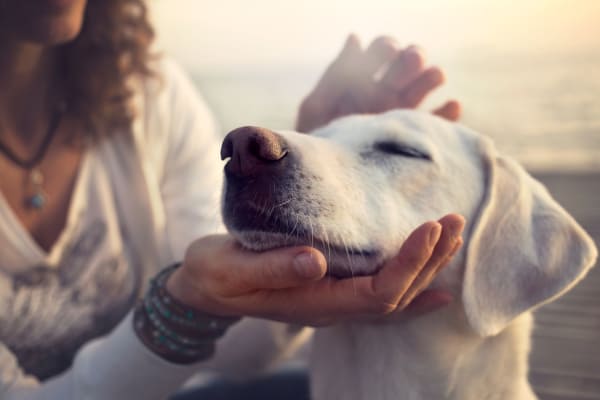 Pet-friendly apartments at Sandpebble Apartments