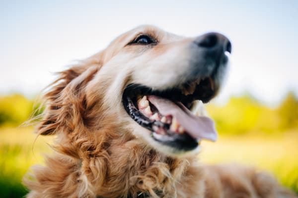 Cute golden retriever dog smiling while at the park near Antigua at Lakewood Ranch in Lakewood Ranch, Florida