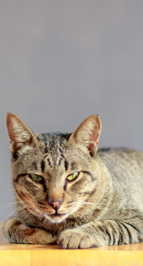 Cat relaxing at Civic Feline Clinic in Walnut Creek, CA