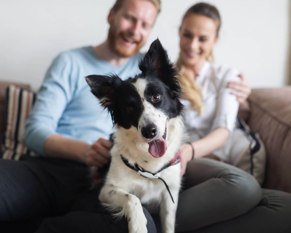  Resident couple and their happy dog in their new home at Cadia Crossing in Gilbert, Arizona