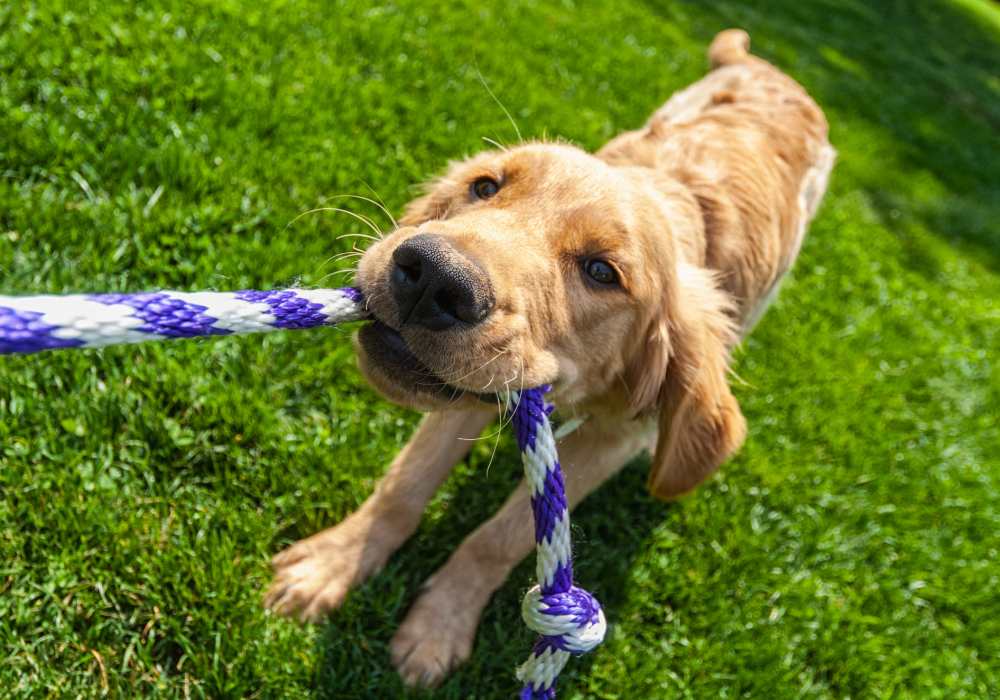 Dog near Main Street Apartments in Bensenville, Illinois