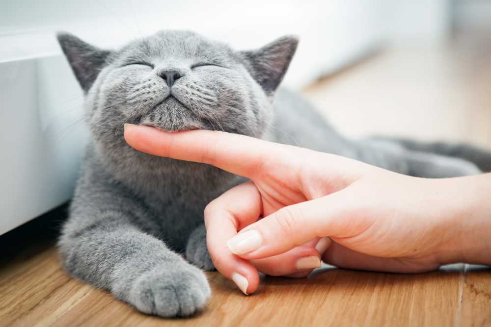 Resident tickling her cat at Heron Creek Apartments in Moses Lake, Washington