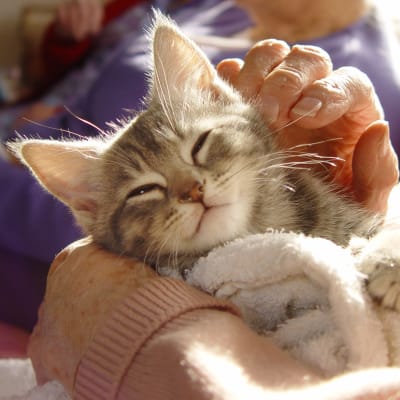 Resident holding a kitten wrapped in a blanket at Vernon Terrace of Edina in Edina, Minnesota