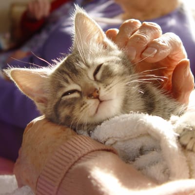 Resident holding a kitten wrapped in a blanket at Willows Bend Senior Living in Fridley, Minnesota