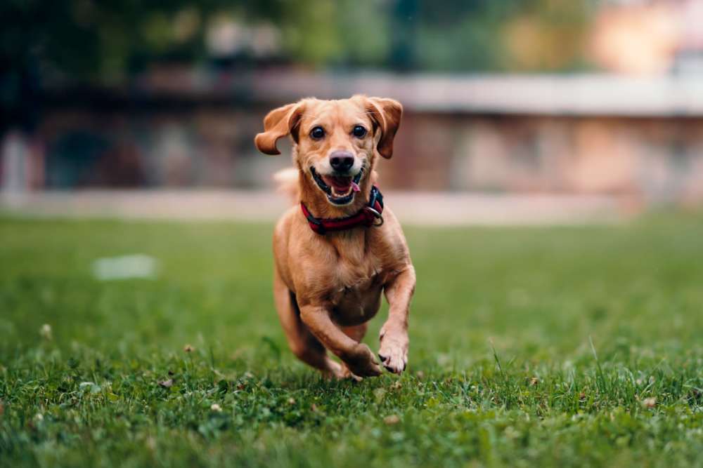 On-Site Dog Park at Ennova Highlands apartments in Arlington, Texas