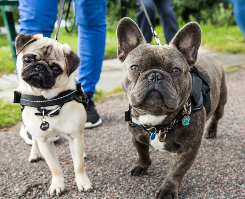 Two French Bulldogs enjoying a walk at Meadows at Marlborough in Marlborough, Massachusetts