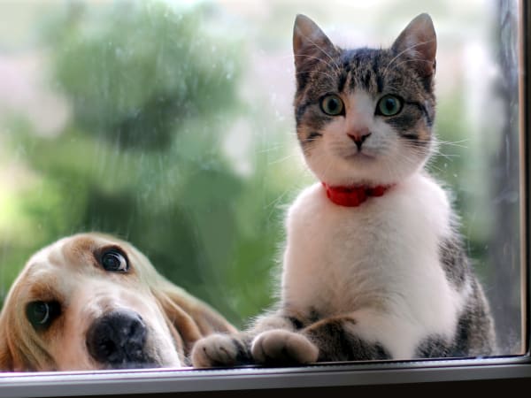 Dog and kitten looking through a window at Westwood Apartments in Albany, Georgia
