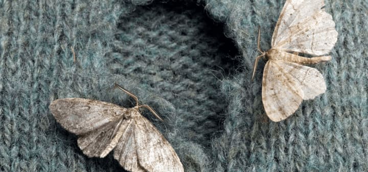Bugs moths eating wool