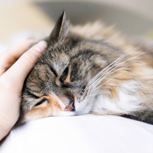 A house cat laying down at Bard Estates in Port Hueneme, California