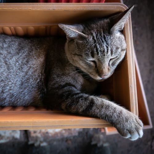 A cat relaxing in a home at Carpenter Park in Patuxent River, Maryland