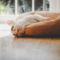 A dog sleeping in its bed at The Station at Clift Farm in Madison, Alabama