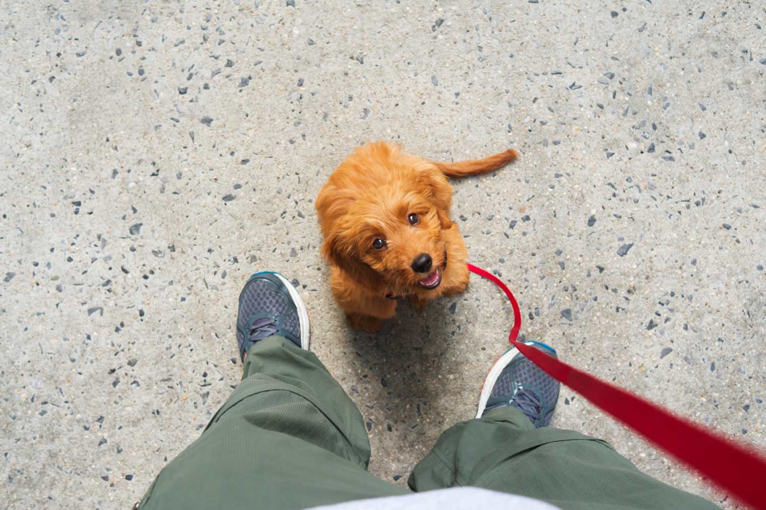 Resident out for a walk with his dog at Greenside in Charlotte, North Carolina