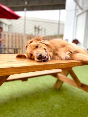Cute dog laying on the cozy couch at Tryon Farms in Charlotte, North Carolina