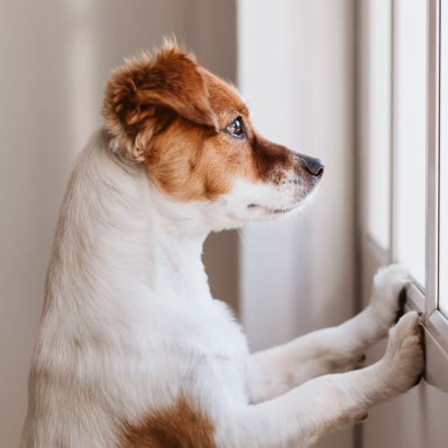 A dog looking out a window at Gela Point in Virginia Beach, Virginia