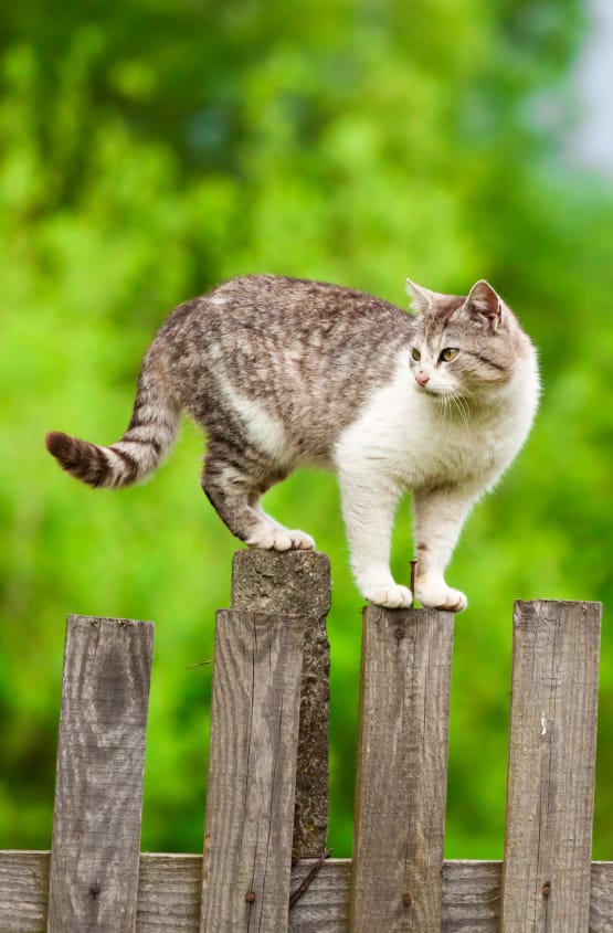 Cat on a fence at Civic Feline Clinic in Walnut Creek, CA