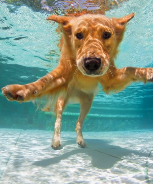 Golden retriever taking in the dog washing spa at Rutledge Flats in Nashville, Tennessee