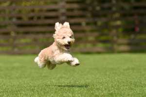 A joyful dog in a park at Traditions at Federal Way in Federal Way, Washington