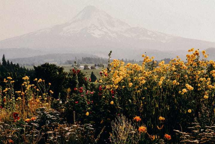 wildflowers with mt hood in the background