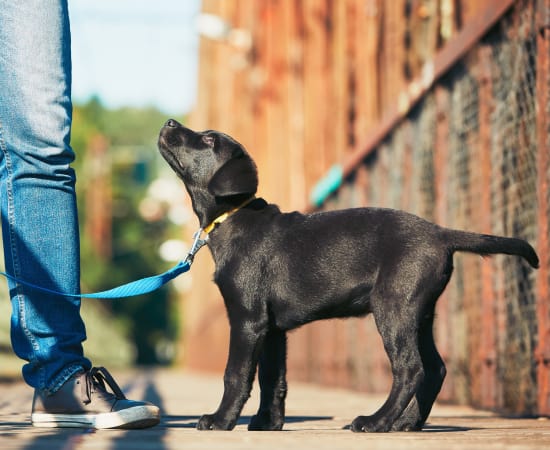 Pet-Friendly Apartments at Discovery Pointe